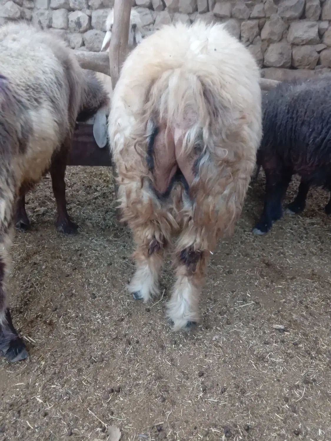 قوچ|حیوانات مزرعه|مارگون, |دیوار