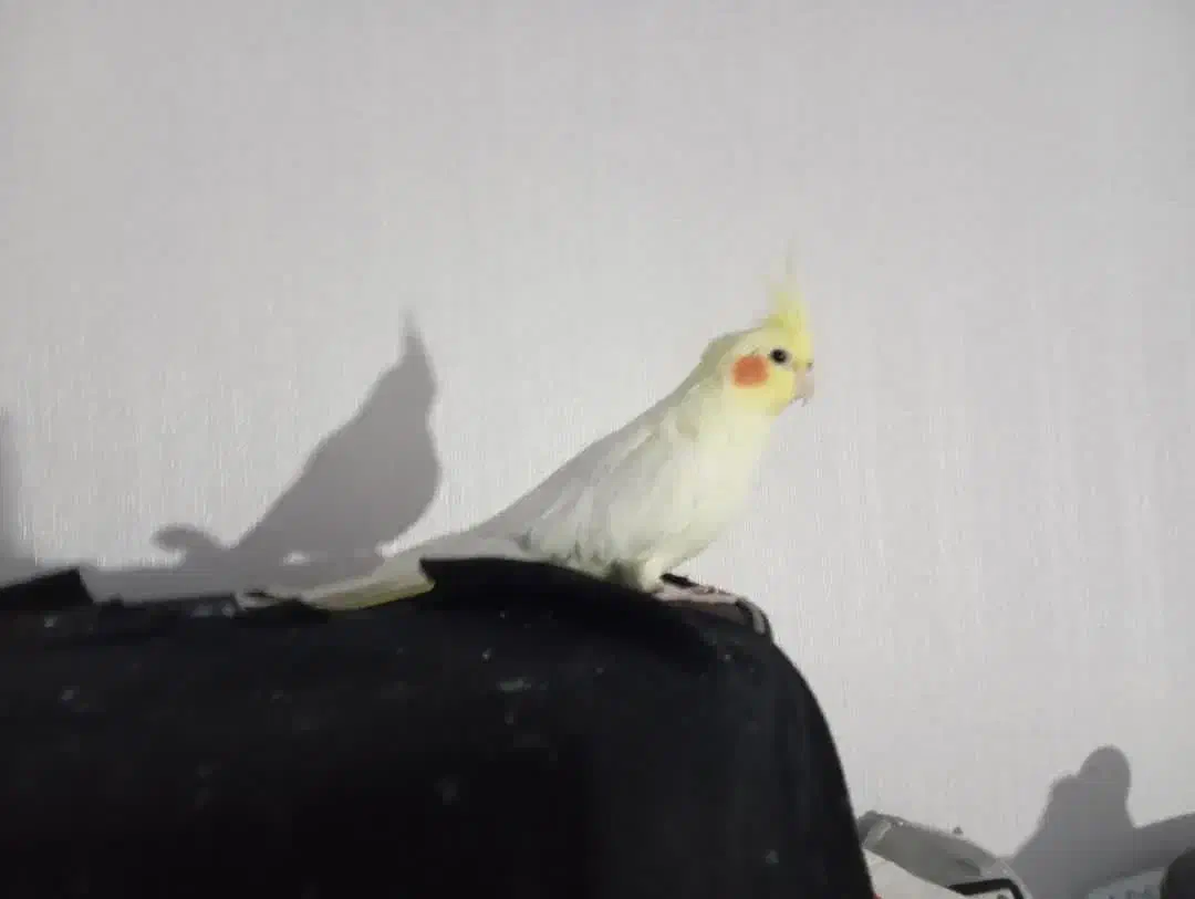 پرنده|پرنده|مشگین شهر, |دیوار