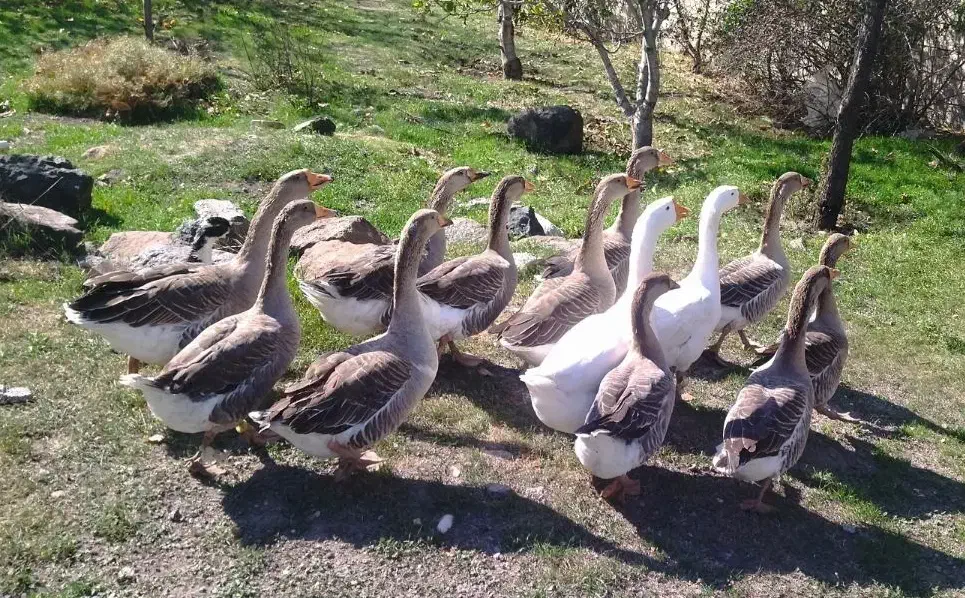 غاز محلی|حیوانات مزرعه|اردبیل, |دیوار