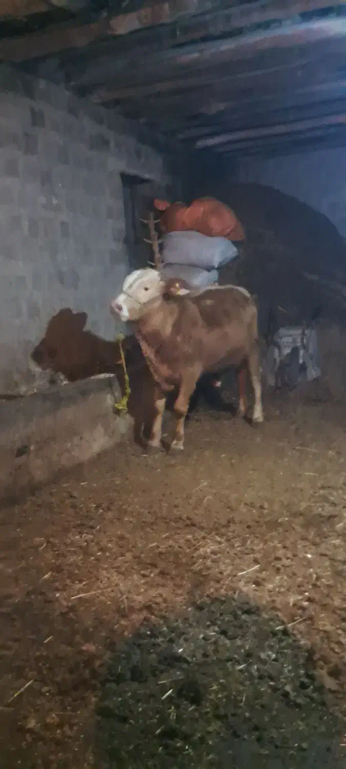 گوساله نر|حیوانات مزرعه|سیلوانه, |دیوار