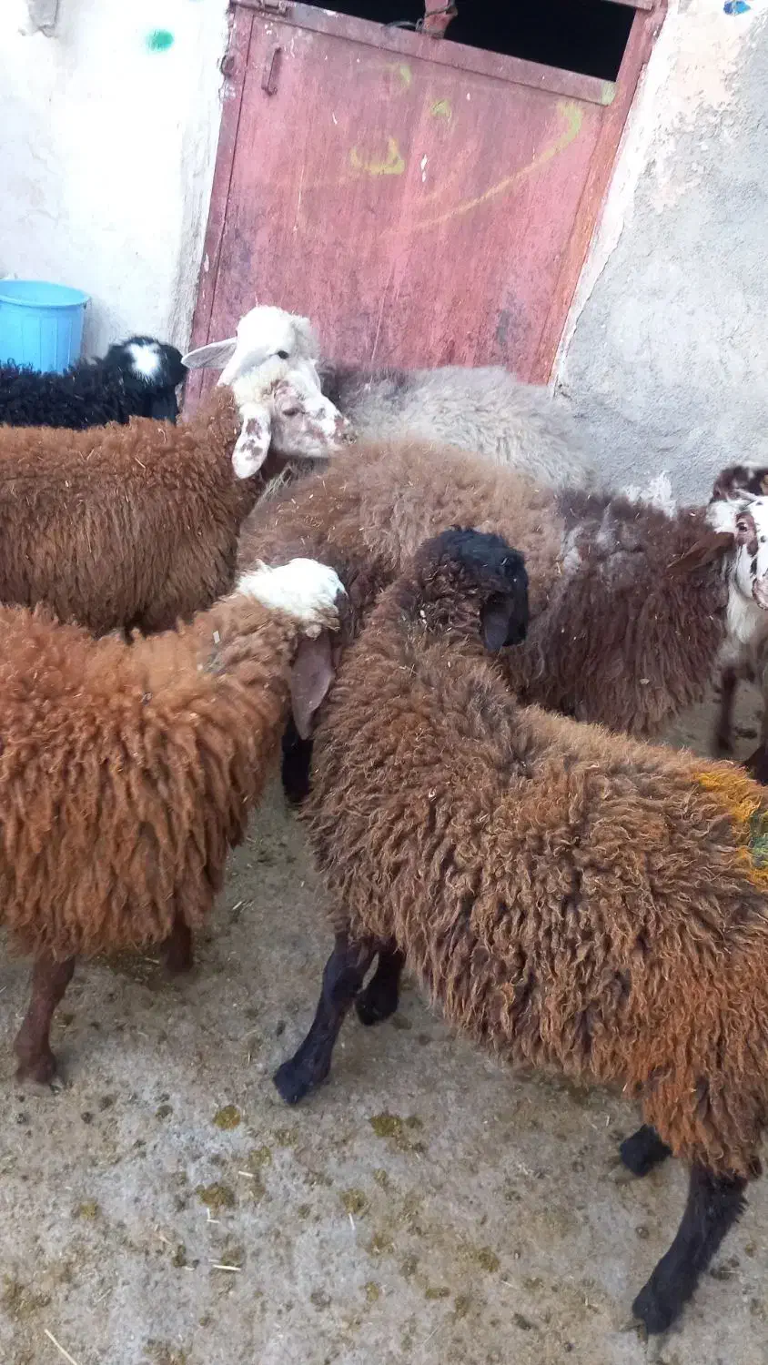 گوسفند|حیوانات مزرعه|کلیائی, |دیوار