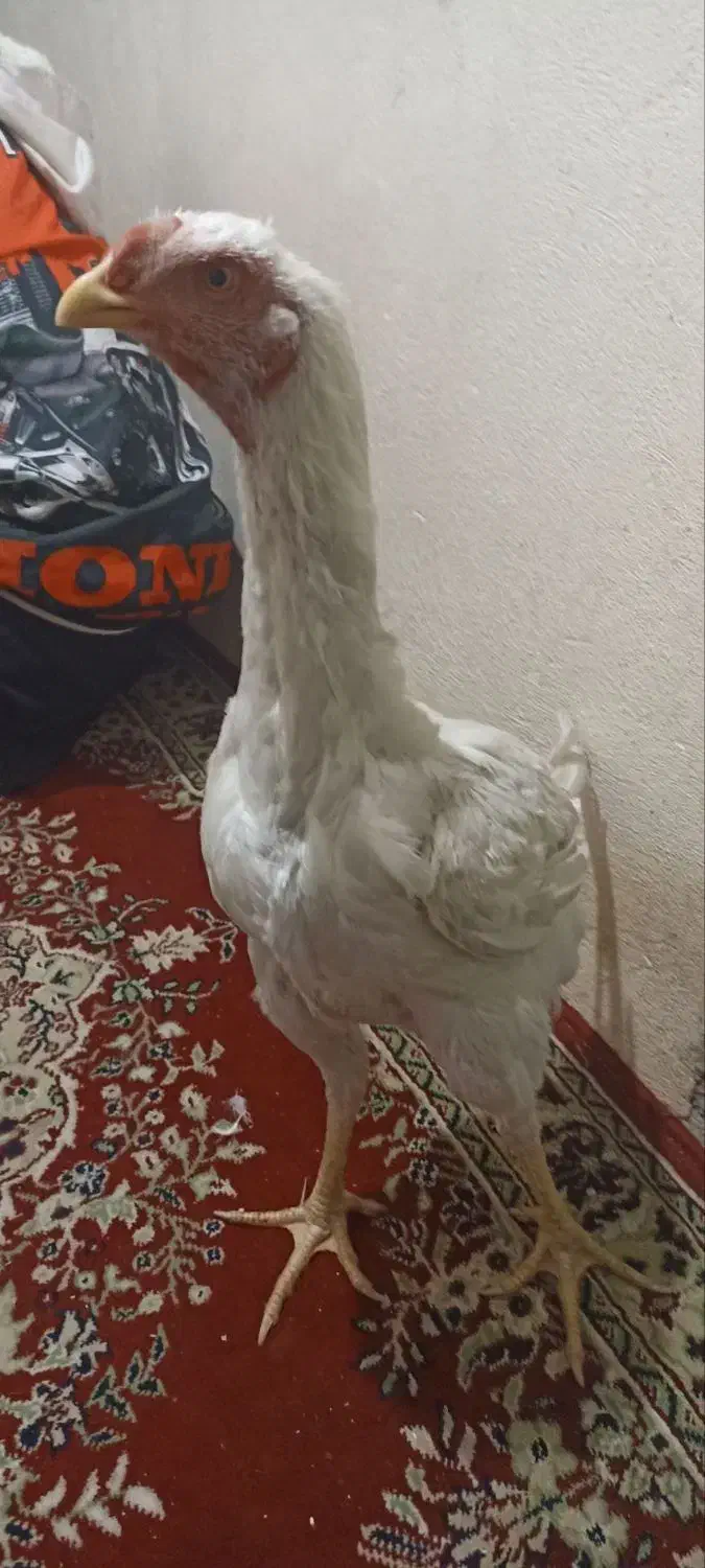 جوجه ای ۵ماه لاری|حیوانات مزرعه|قیدار, |دیوار