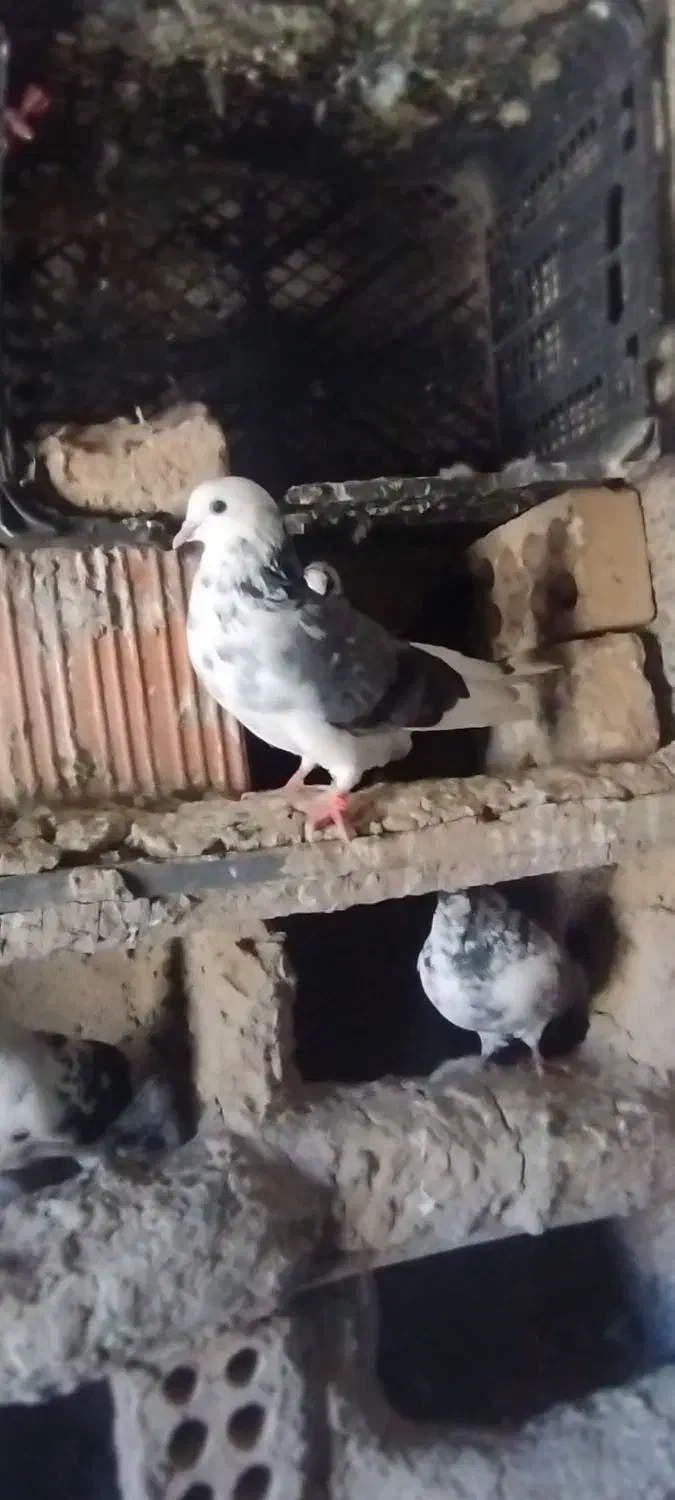 کبوترپرشی|پرنده|انبارآلوم, |دیوار