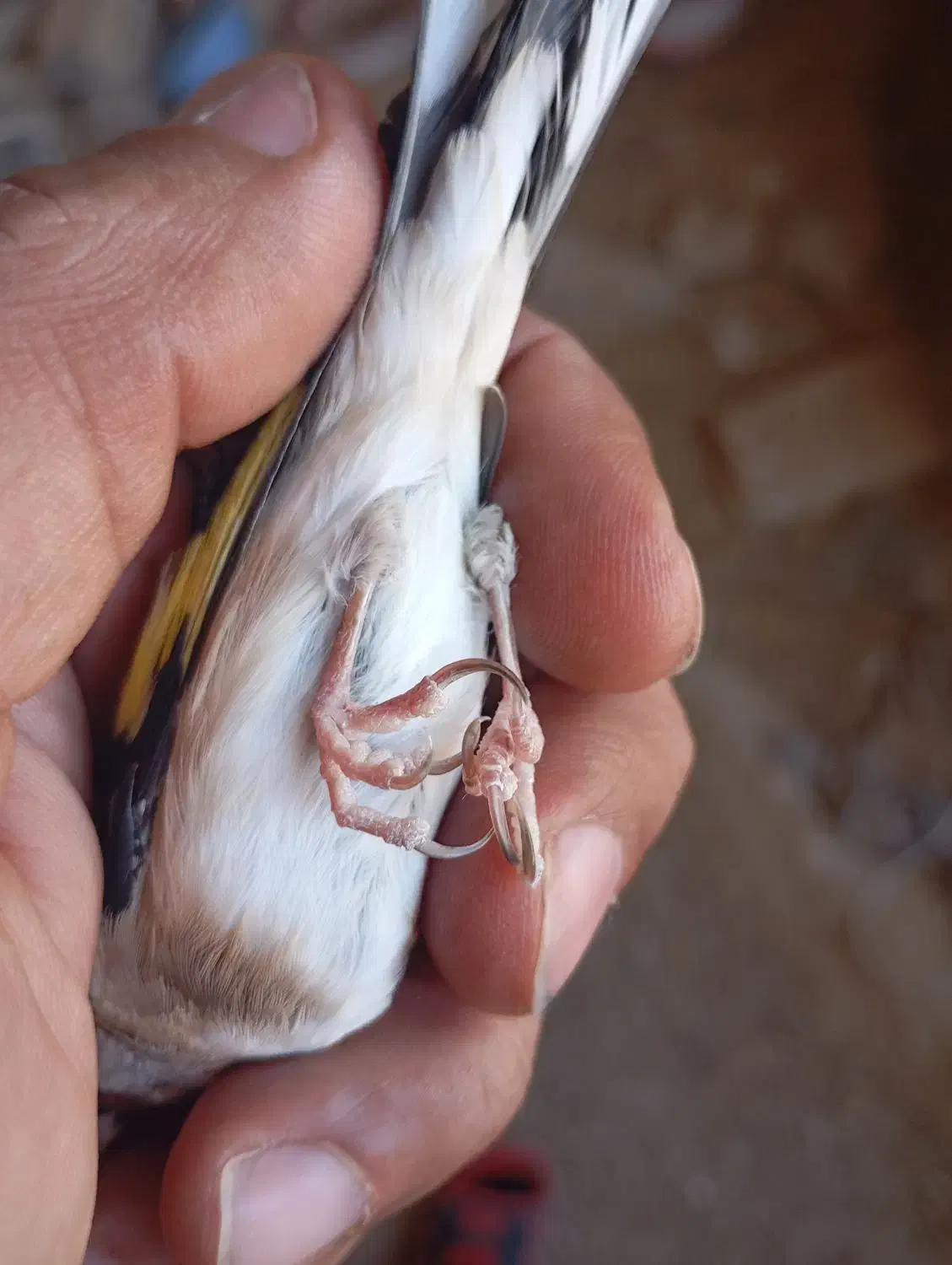 سهره ناخن سفید|پرنده|گیلان غرب, |دیوار