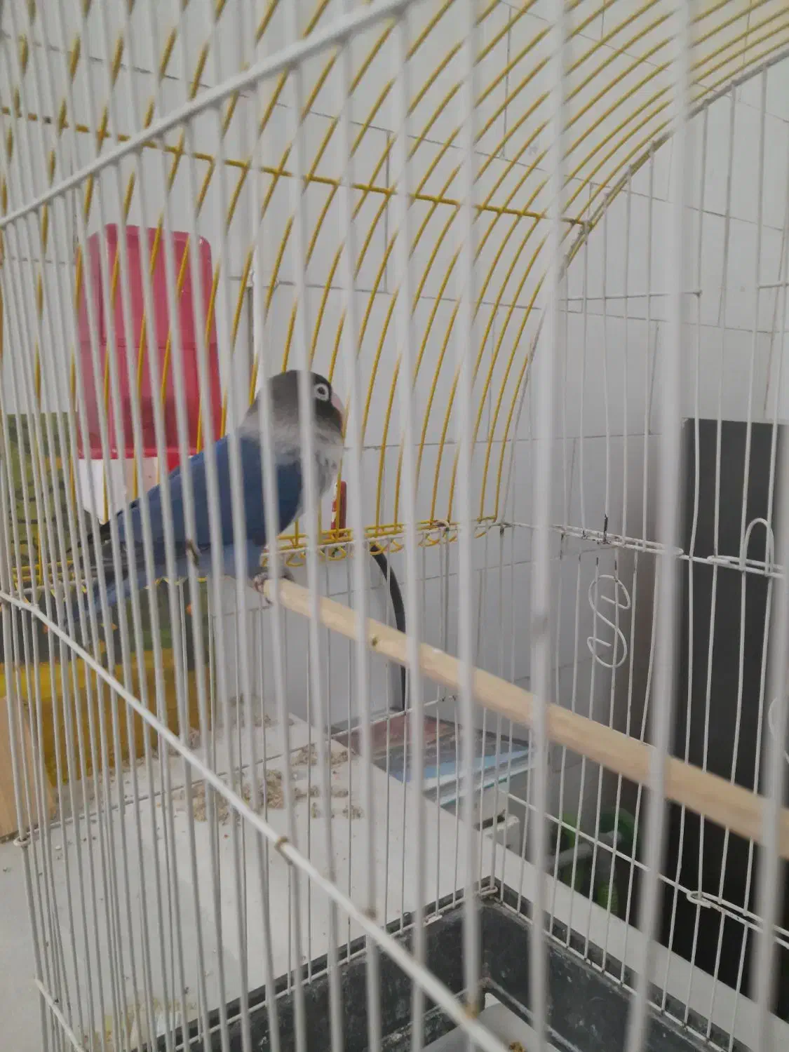 یک جفت کوتوله برزیلی|پرنده|اردکان, |دیوار