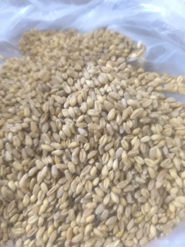 کبوتر|لوازم جانبی حیوانات|نجفآباد, یزدانشهر|دیوار