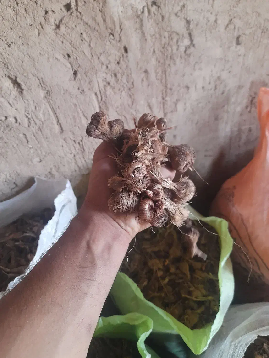 بنه زعفران|گل و گیاه طبیعی|مبارکه, |دیوار