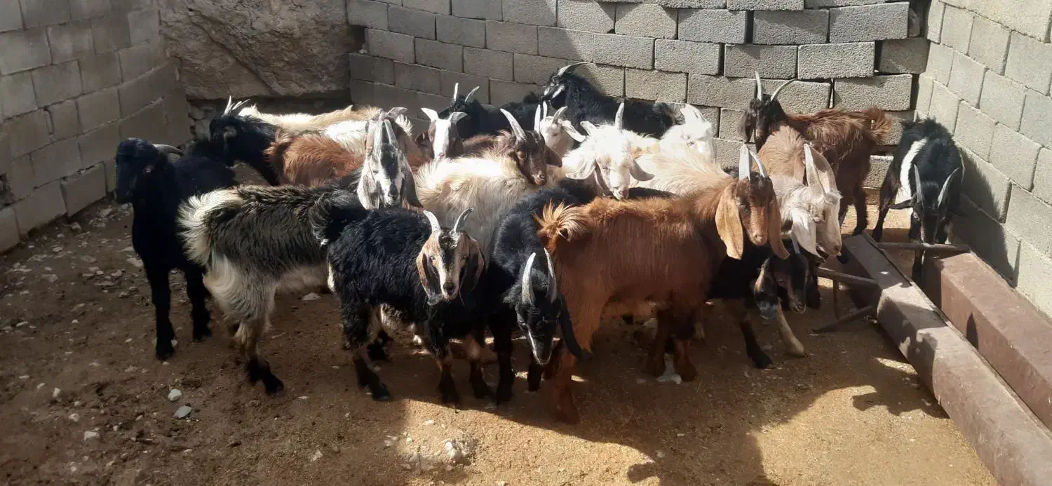 کهره نر|حیوانات مزرعه|شیراز, گویم|دیوار