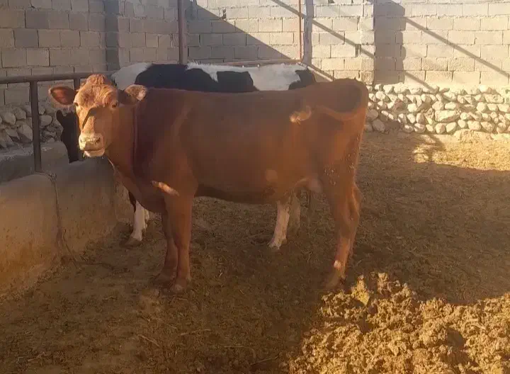 گاو شیری گوساله دار|حیوانات مزرعه|آشخانه, |دیوار