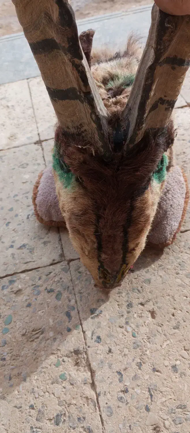 شاخ|کلکسیون اشیاء عتیقه|شهرکرد, |دیوار