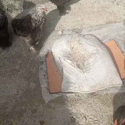 مرغ قشنگ|حیوانات مزرعه|نوشین شهر, |دیوار