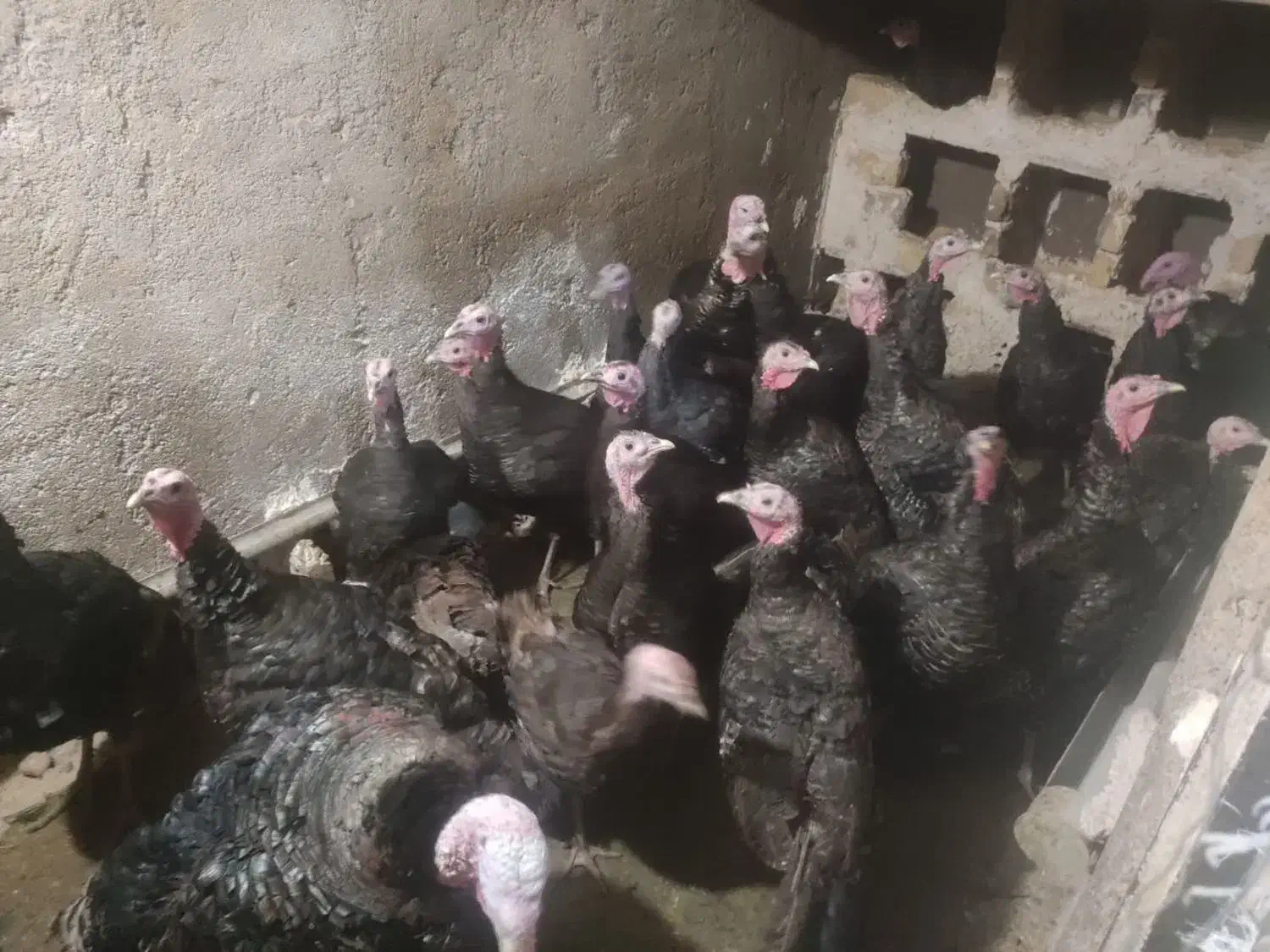 بوقلمون نر وماده برنزه|حیوانات مزرعه|مشهد, كنويست|دیوار