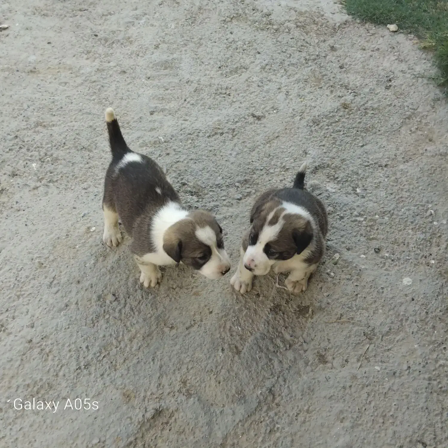 دو توله آلابای|سگ|گمیشان, |دیوار