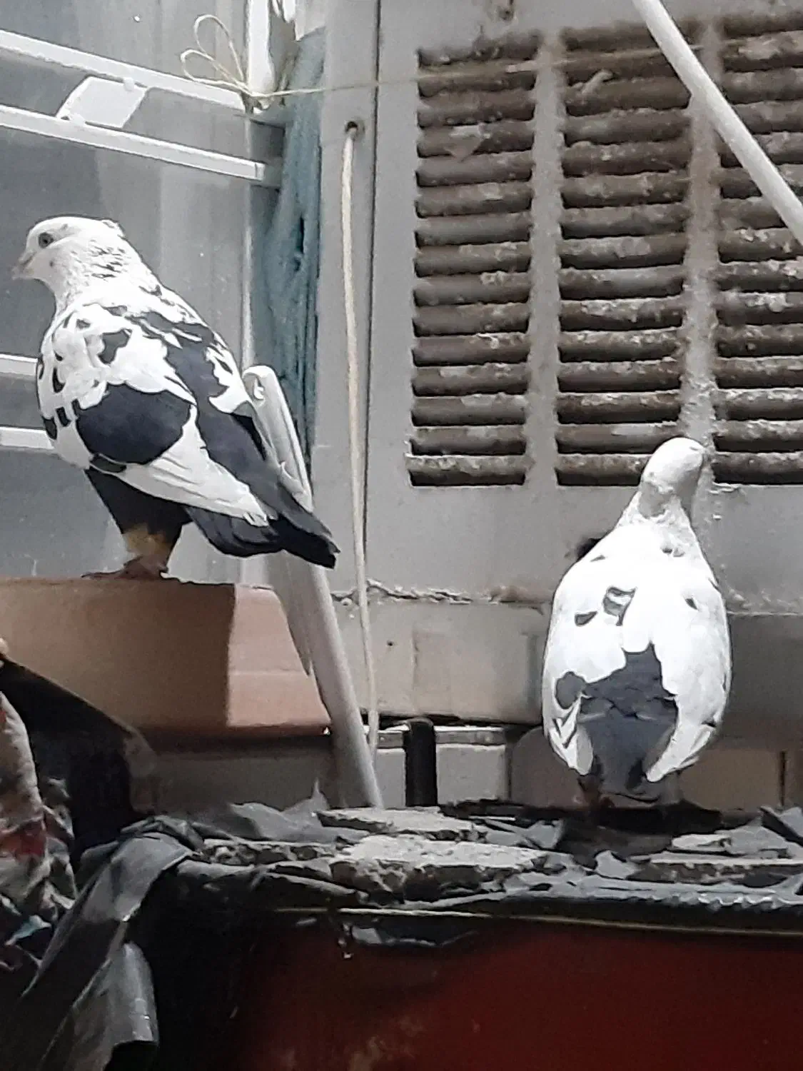 کبوتر دمبی سیاه|پرنده|شیراز, کرونی(خاتونک)|دیوار
