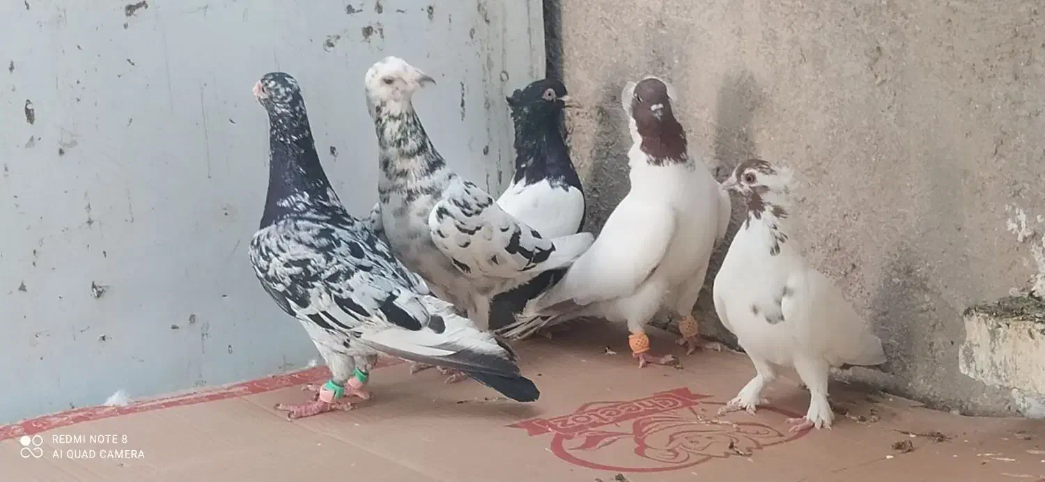 پرستویی ،سینه ای نوک سفید|پرنده|خورموج, |دیوار