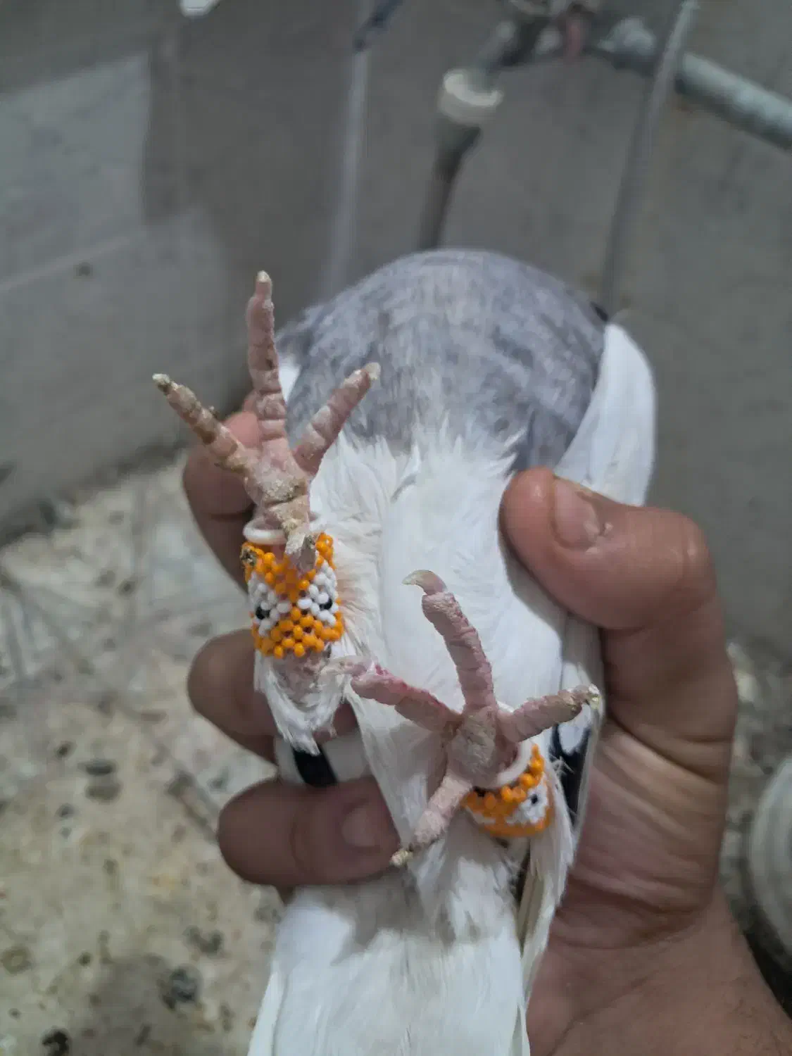 کفتر|پرنده|شیراز, لب آب|دیوار