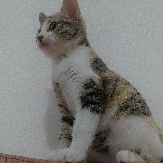 گربه گمشده|حیوانات|بهبهان, |دیوار