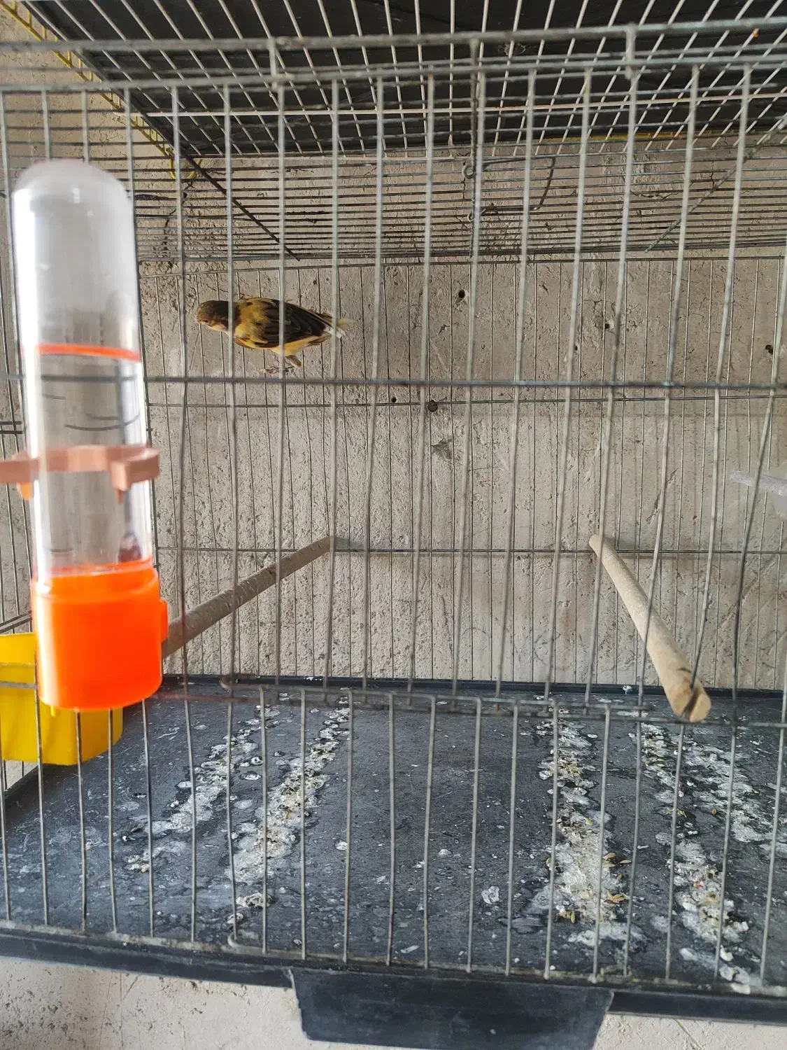 قناری ابلغ|پرنده|خورموج, |دیوار