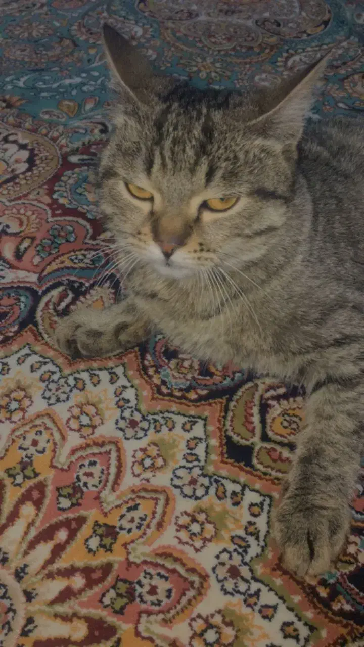 واگذاری گربه|گربه|اسلام‌شهر, شهرک امام حسین (میان آباد)|دیوار