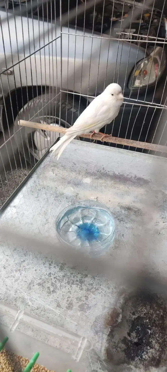 قناری نر مست مست|پرنده|فردوسیه, |دیوار