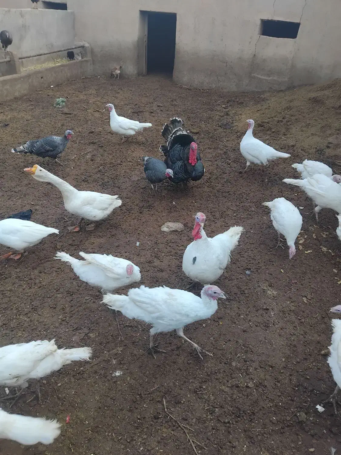 حیوانات مزرعه بوقلمون|حیوانات مزرعه|تاکستان, |دیوار