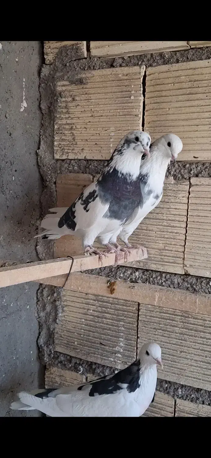 کفتر یاکبوتر|پرنده|ساوه, |دیوار