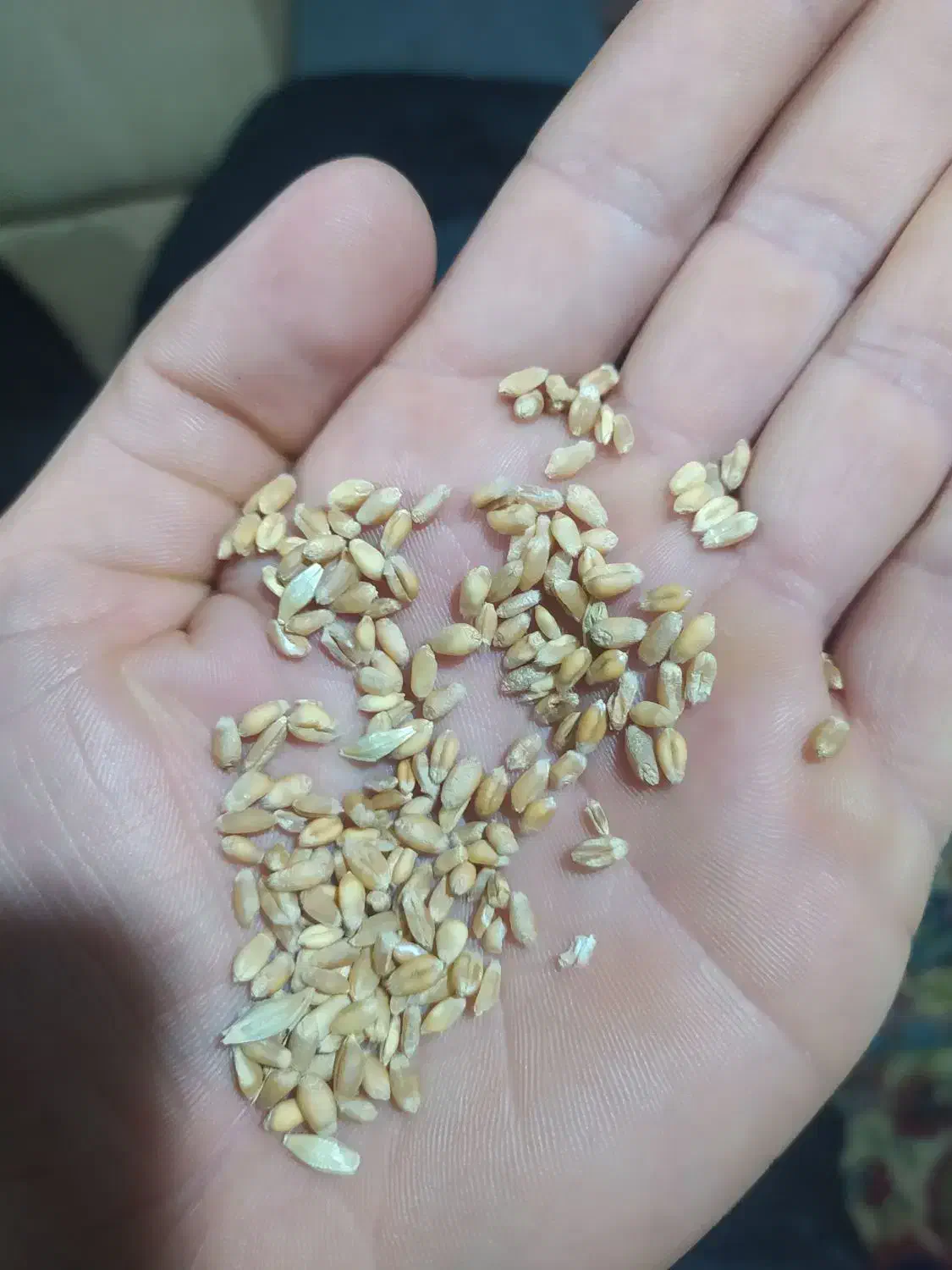 گندم دامی قرمز|لوازم جانبی حیوانات|مانه, |دیوار