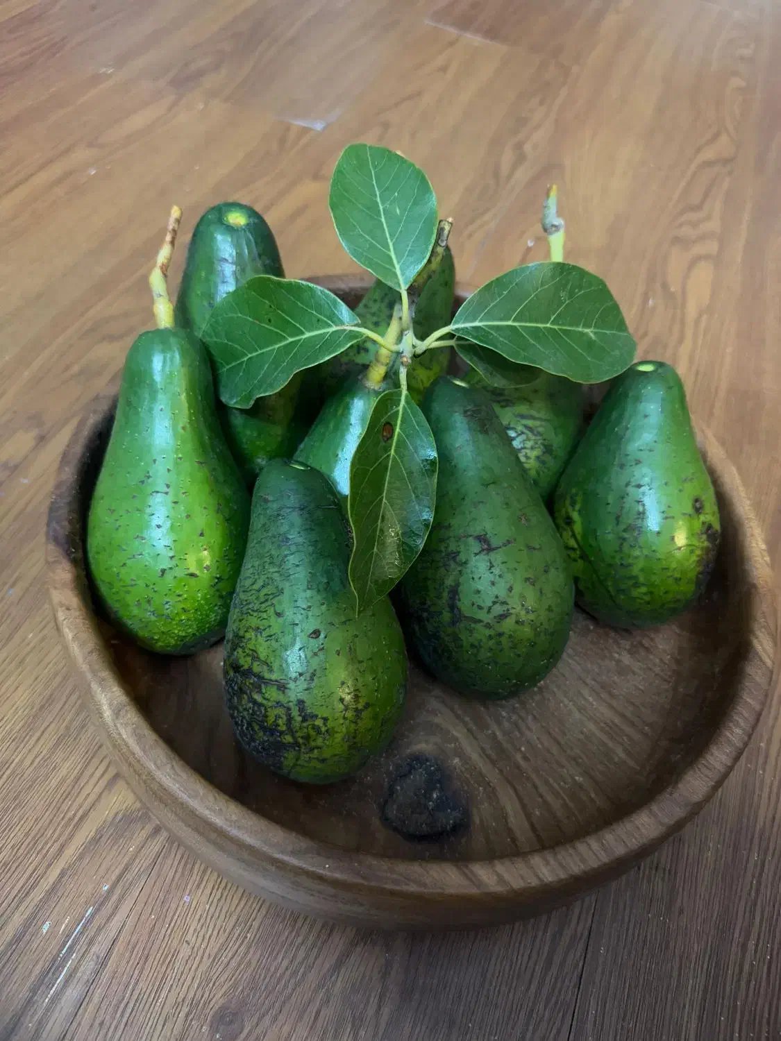 فروش نهال های استوایی|خدمات باغبانی و درختکاری|ساری, |دیوار