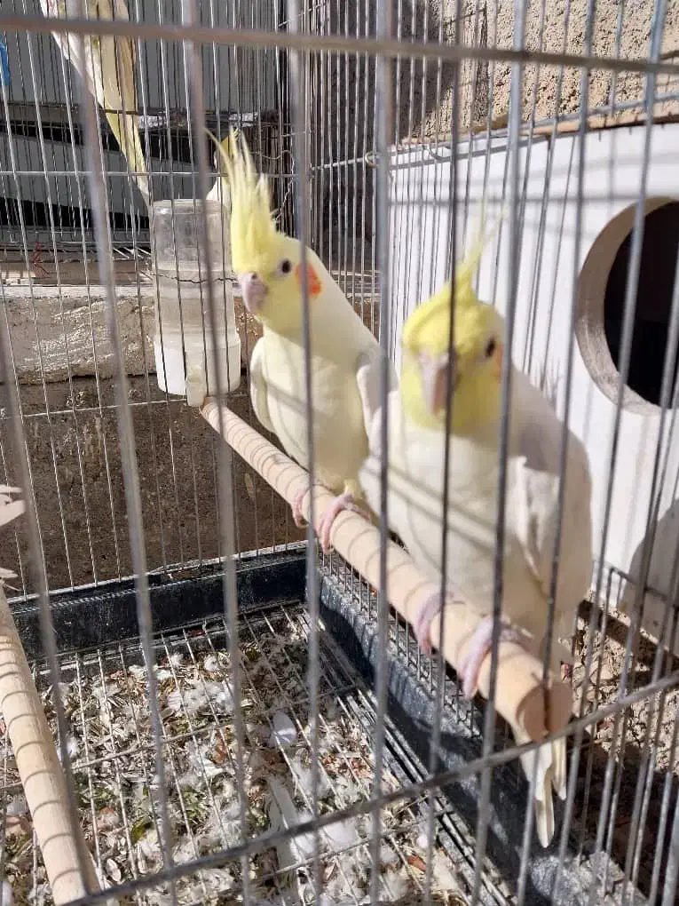 فروش عروس هلندی لوتینو|پرنده|بیضا, |دیوار