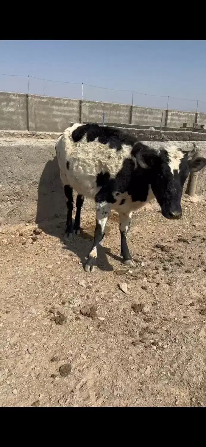 فروش ۳ عدد تلیسه|حیوانات مزرعه|درمیان, |دیوار