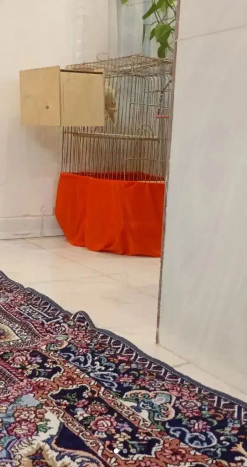 عروس هلندی نرماده|پرنده|شهریار, دهشاد پائین|دیوار