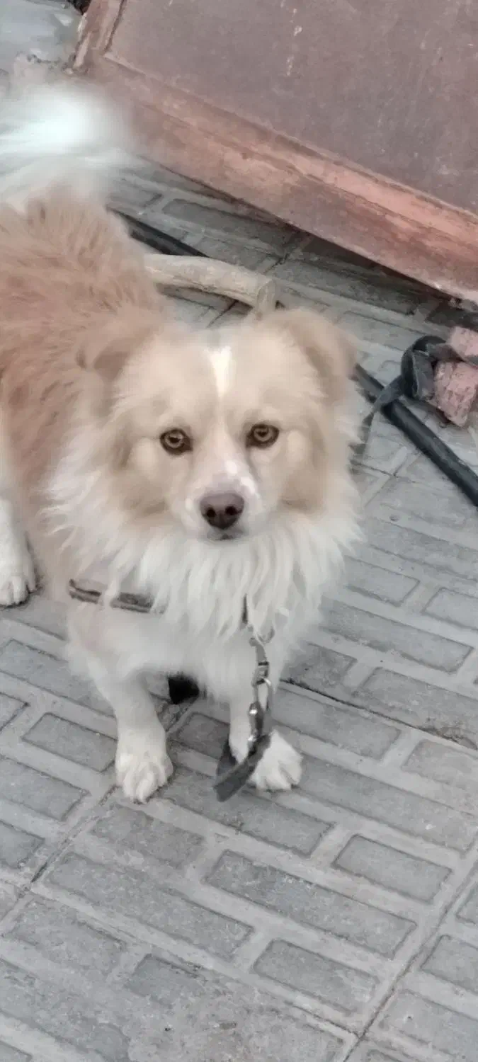 فروشی یک عدد اشپیتز آلمانی|سگ|بم, |دیوار