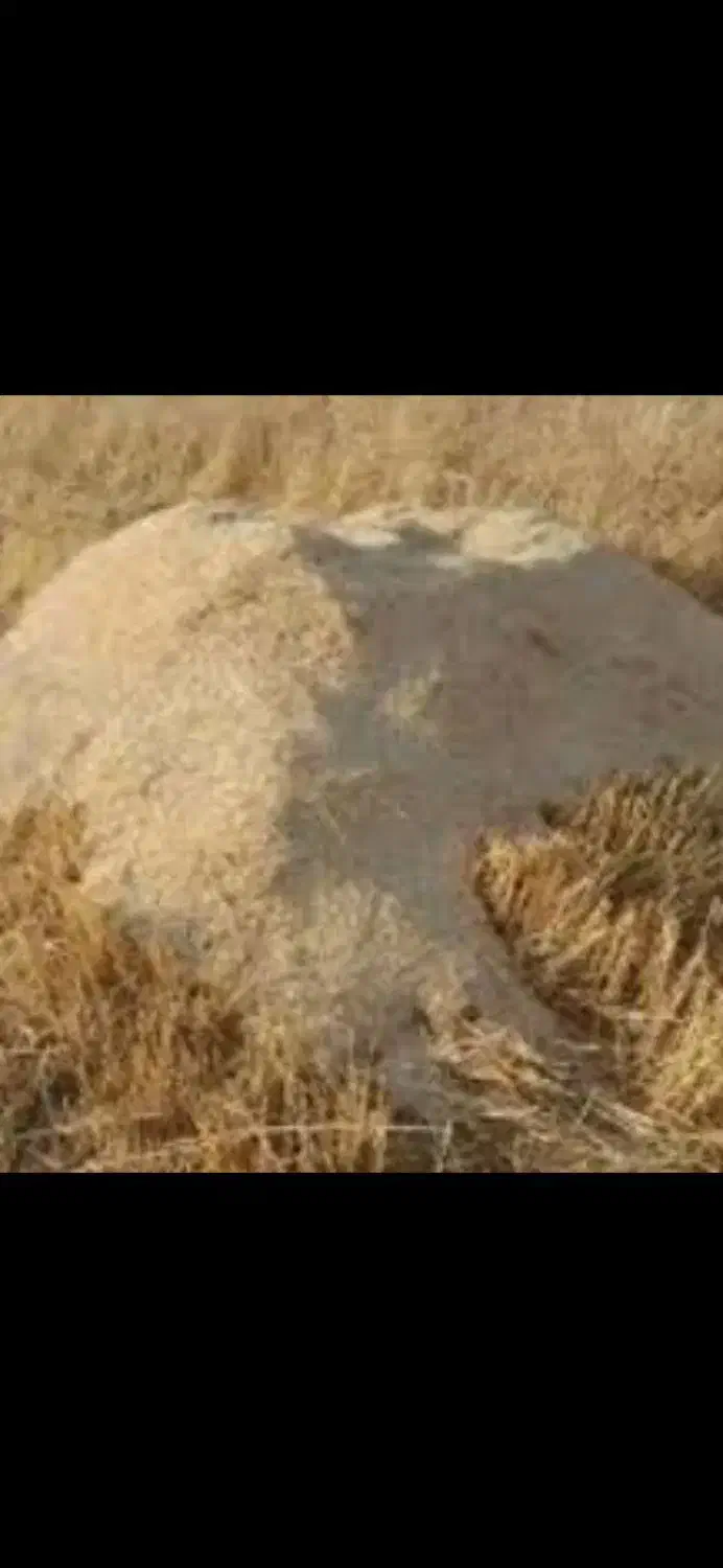 کاه نرم|لوازم جانبی حیوانات|راز وجرگلان, |دیوار