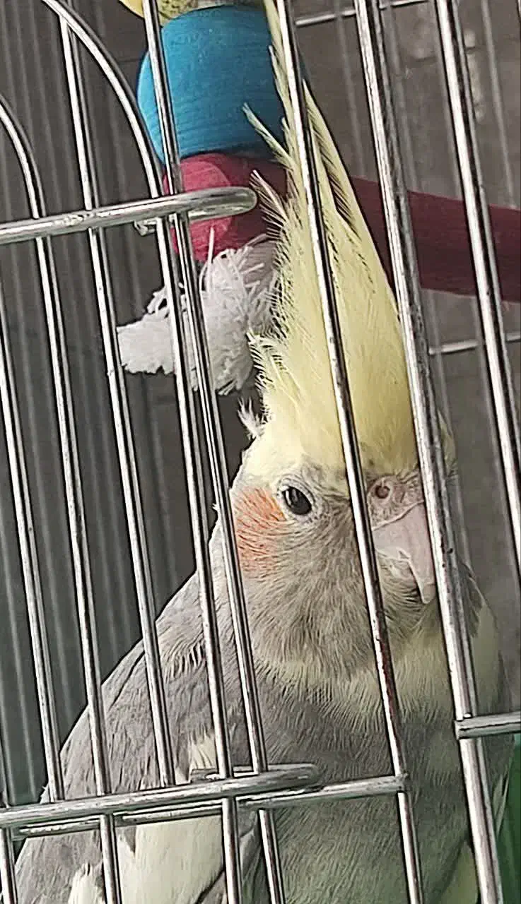 عروس هلندی نر|پرنده|قم, شهر قائم|دیوار