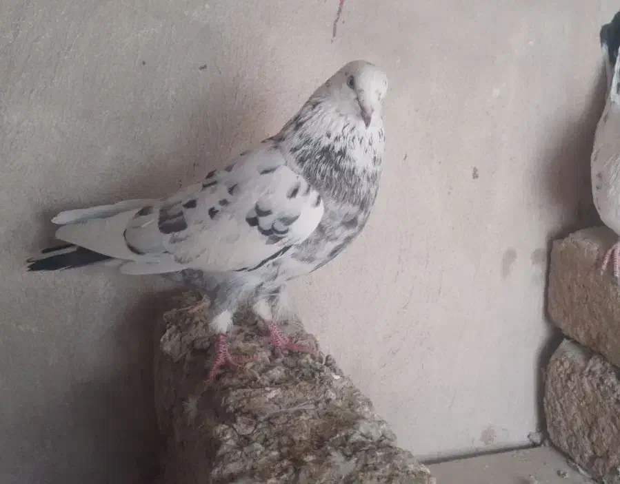 کبوتر نر|پرنده|نورآباد, |دیوار