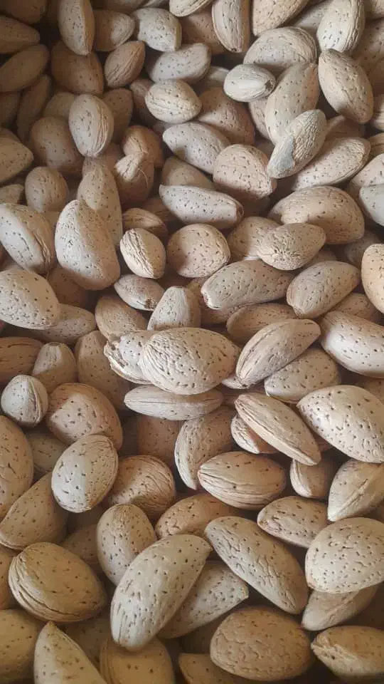 بادام تلخ|خوردنی و آشامیدنی|شیراز, عادل آباد|دیوار
