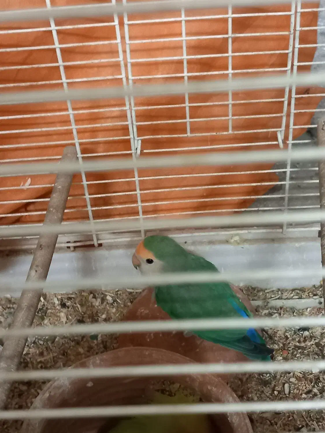 دو عدد کوتوله بالغ و مولد|پرنده|قم, باجک دو|دیوار