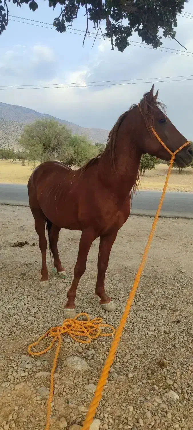 قاعمیه|اسب و تجهیزات اسبسواری|کوه چنار, |دیوار