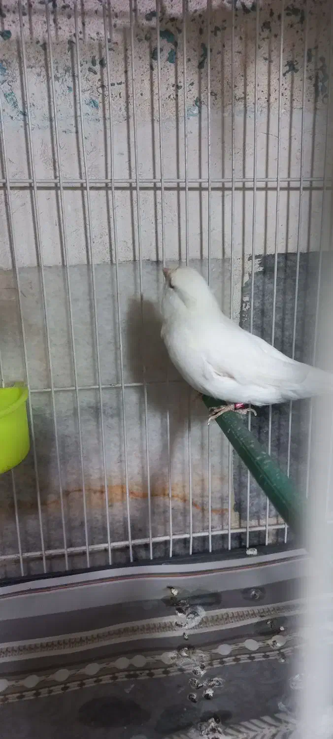 قناری|پرنده|مشهد, طلاب|دیوار