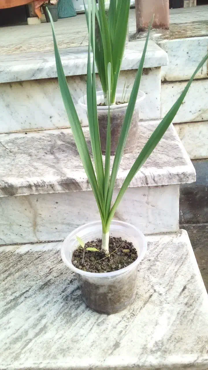 گل نرگس|گل و گیاه طبیعی|گنبد کاووس, |دیوار