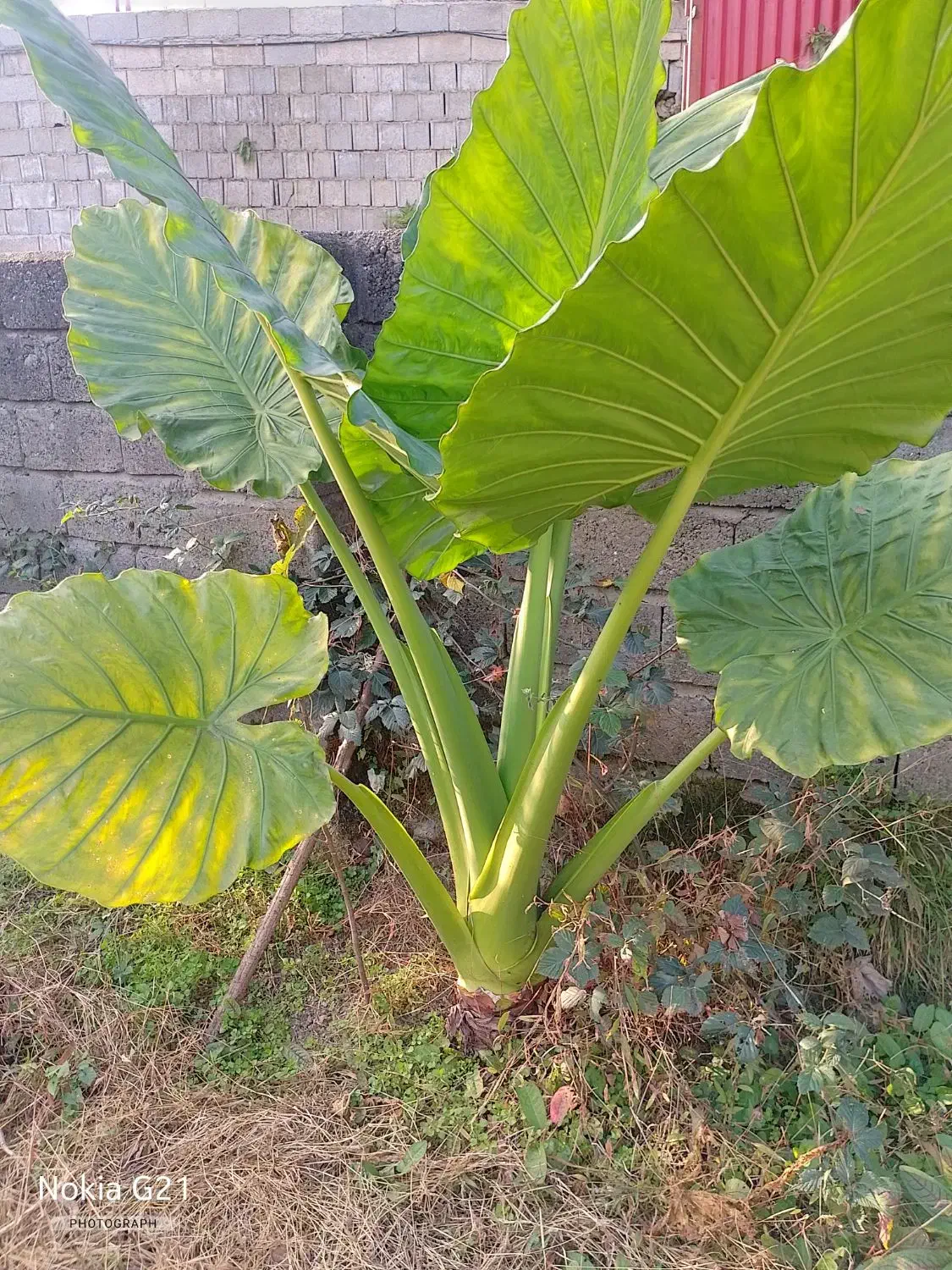 گیاه بابا آدم|گل و گیاه طبیعی|اسالم, |دیوار