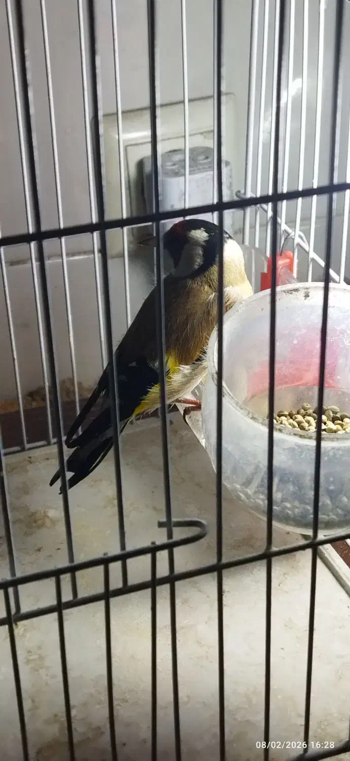 سهره مست|پرنده|فولادشهر, فولادشهر|دیوار