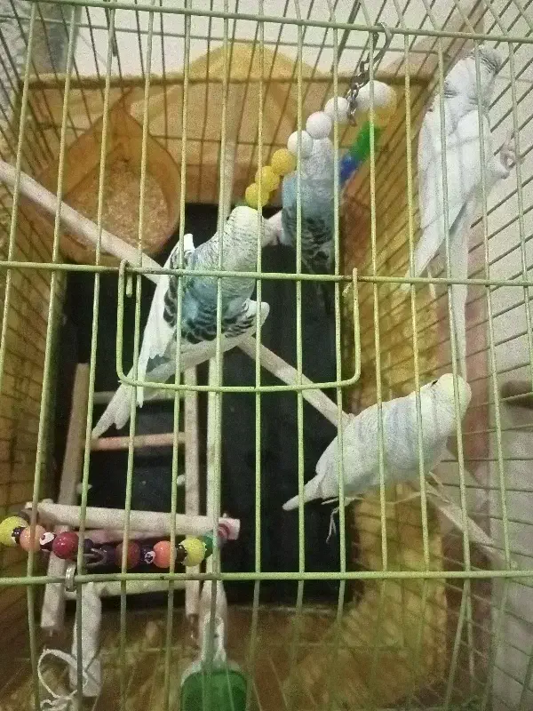 مرغ عشق سالم و سرحال|پرنده|کرج, شهرک فهمیده|دیوار