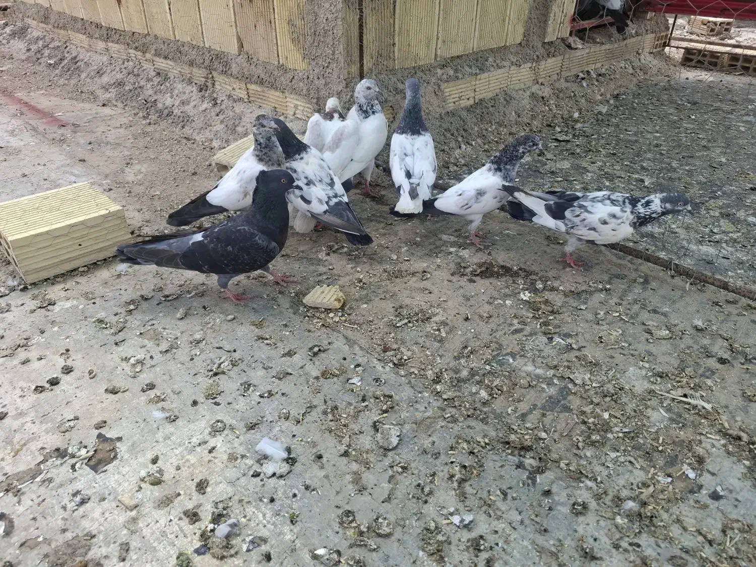 شیخ|پرنده|ایذه, |دیوار