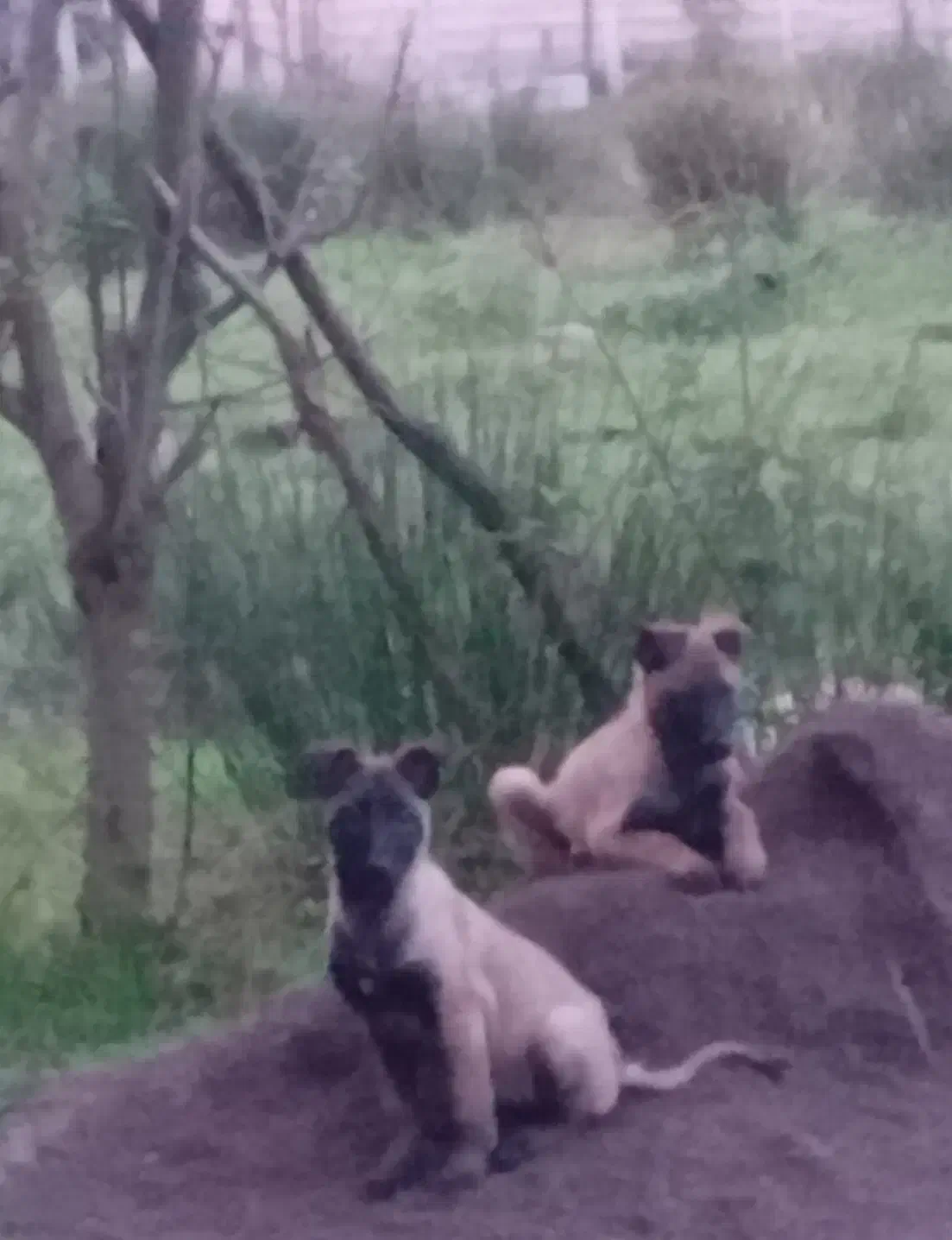 توله سگ مانیلویز|سگ|رشت, قاسمیه|دیوار