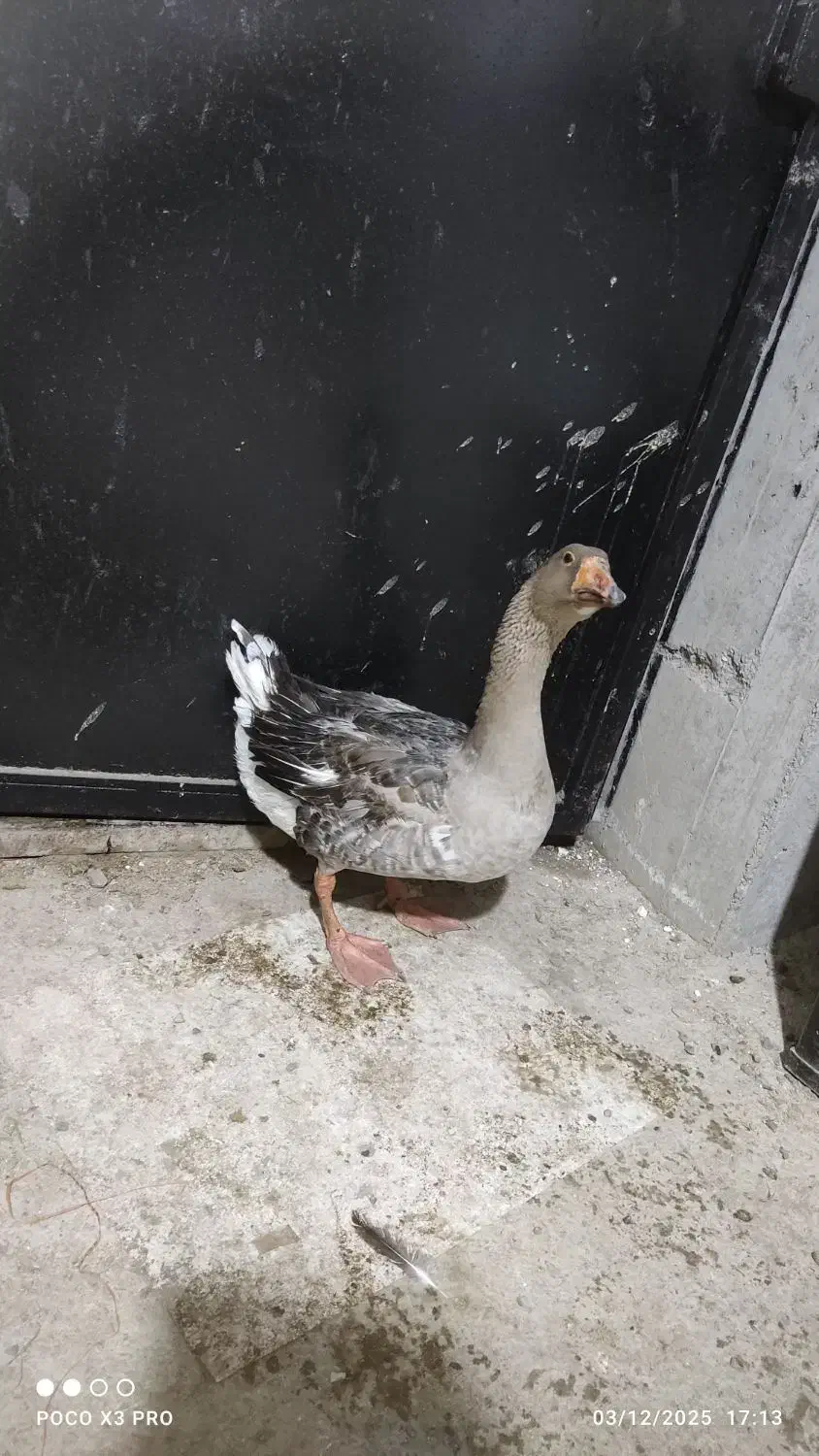 ۲۵ قطعه غاز در وزن های ۲تا ۳/۵|حیوانات مزرعه|تنکابن, |دیوار