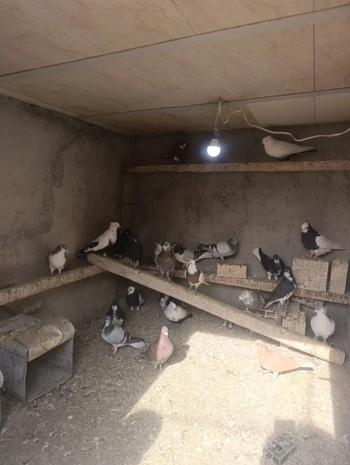 کبوترفروشی|پرنده|شیراز, حومه شیراز|دیوار