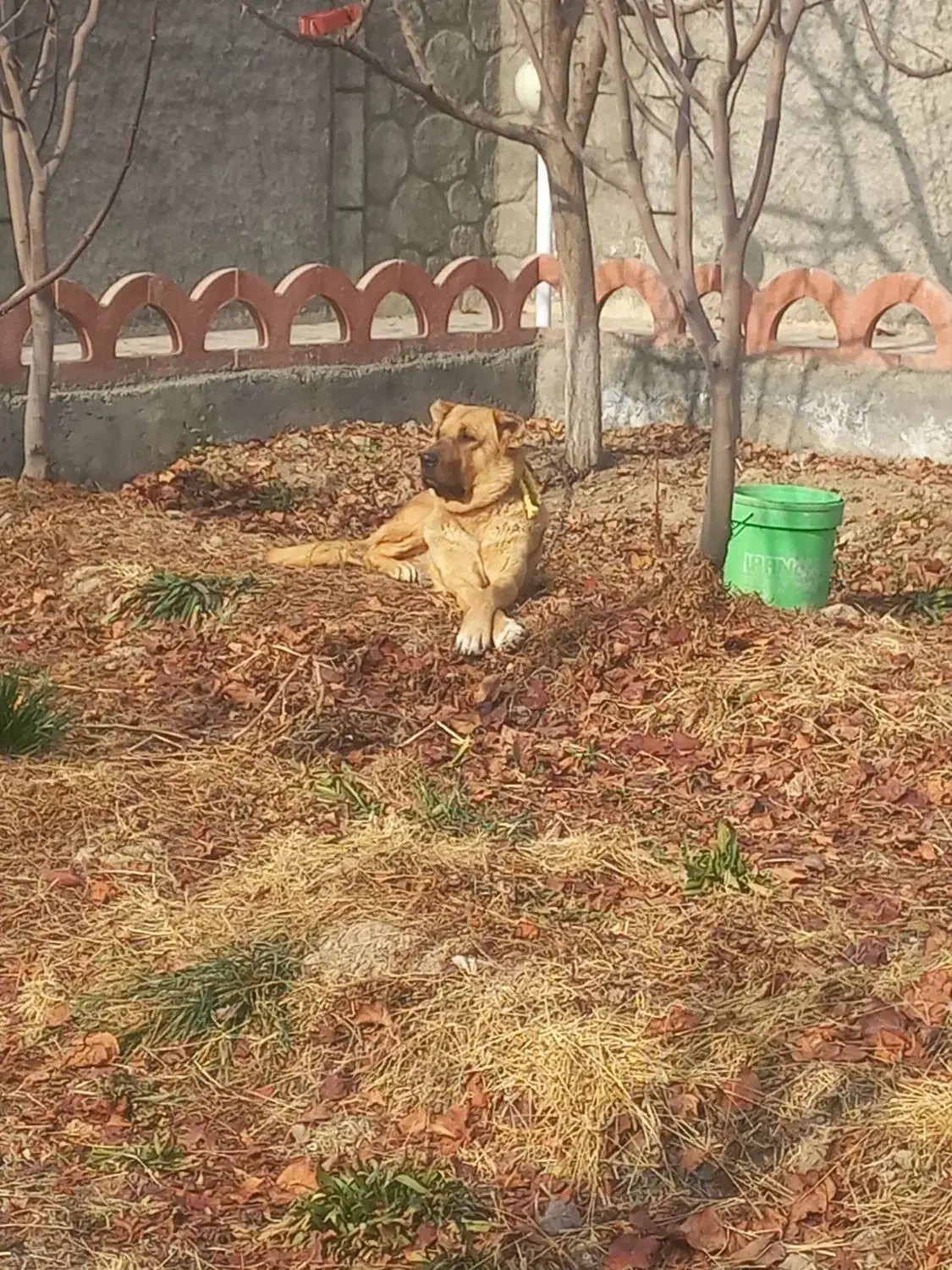 سگ پژدر|سگ|ابریشم, |دیوار