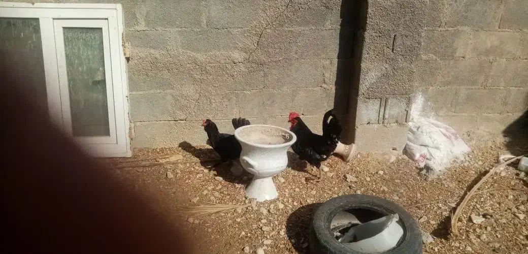 خروس محلی چهل تاج|حیوانات مزرعه|بندر دیر, |دیوار