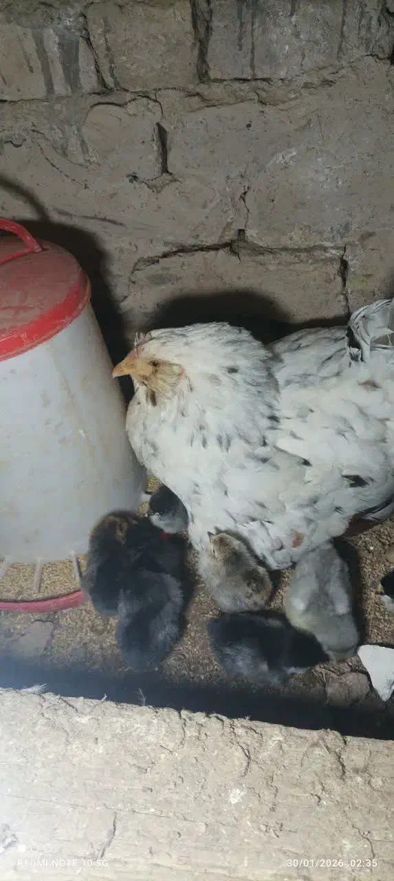 تخم نطفه دار گلین|حیوانات مزرعه|ورامین, ریحان آباد|دیوار